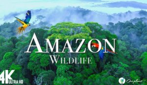 Rainforest 4K - The World's Amazing Tropical Rainforest