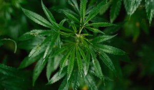 L'Allemagne envisage de légaliser le cannabis récréatif d'ici 2025
