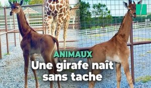 Une girafe naît sans tache dans un zoo aux États-Unis, un événement rarissime