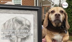 Un chien est abandonné devant le refuge avec son portrait encadré : ils y voient un symbole très spécial (vidéo)