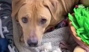 Il adopte un ancien chien de combat et le filme jour après jour pour montrer l'évolution de son traumatisme (vidéo)