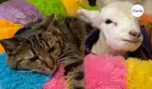 Dans l'enclos du refuge, le chat se lie d'amitié avec un petit être spécial : 400K personnes en ont les larmes aux yeux (vidéo)