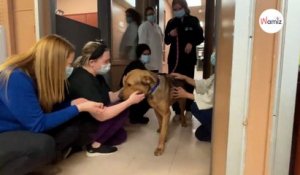 Après de longs mois de refuge, ce chien a fait un magnifique au revoir aux bénévoles (vidéo)