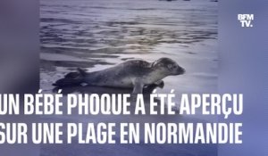 Que faire si vous rencontrez des jeunes phoques seuls sur les plages en Normandie?
