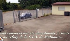 La vidéo polémique de la SPA de Mulhouse