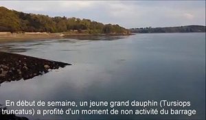 Bretagne : un dauphin bloqué au barrage de la Rance