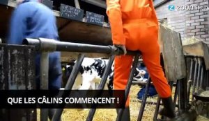 Pays-Bas : sessions de groupe de câlinage de vaches !