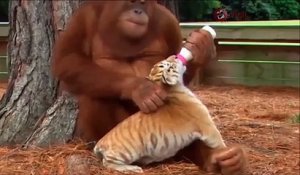 Cet Orang-outan donne le biberon a un bébé tigre