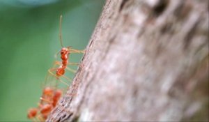Des colonies invasives de fourmis de feu découvertes en Europe pour la première fois