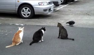 3 chats VS un corbeau