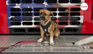 Des pompiers sauvent un chien : ils décident d’en faire un chien de thérapie