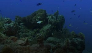 Une nouvelle étude montre l'impact de plusieurs produits chimiques sur les coraux