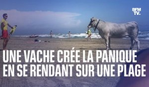Une vache sème la pagaille sur une plage de Canet-en-Roussillon