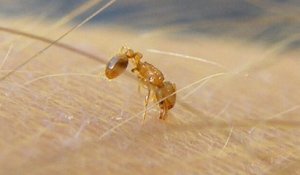 La fourmi de feu, une espèce invasive, débarque en Europe