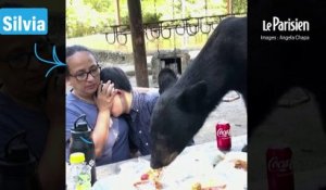 « En deux secondes, il était sur la table » : un ours terrorise une famille mexicaine en train de pique-niquer