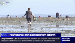 Vendée: ces pêcheurs à pied profitent de la grande marée pour dénicher les palourdes