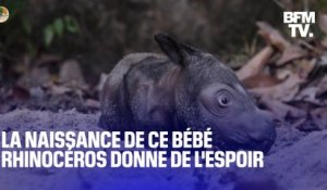 La naissance de ce bébé rhinocéros est une bonne nouvelle pour l'espèce, en danger d'extinction