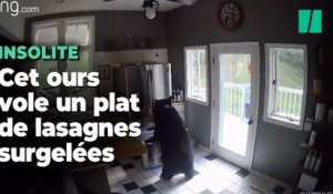 Aux États-Unis, un ours s’introduit dans une maison pour voler des lasagnes surgelées