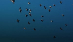 Les tempêtes solaires peuvent impacter les migrations d'oiseaux selon une étude