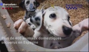 Maltraitance animale : 400 animaux secourus dans un coup de filet contre des trafiquants en Espagne