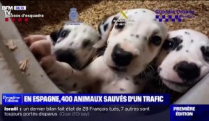 En Espagne, 400 animaux sauvés d'un trafic par la police