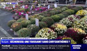 Une pénurie de chrysanthèmes à la Toussaint à cause de la sécheresse?