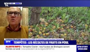 Tempêtes: les récoltes de fruits en péril