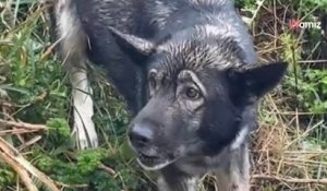 En Bretagne, il sauve un chien coincé sur une falaise : à la suite de ce sauvetage, il prend une grande décision