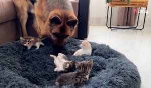 Un Berger allemand découvre que 3 chatons lui ont volé son panier : sa réaction est PARFAITE