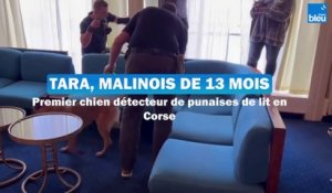 Tara, malinois de 13 mois, premier chien détecteur de punaises de lits en Corse