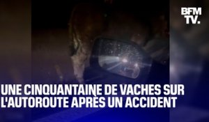 Une cinquantaine de vaches sur l'autoroute A43 après l'accident d'une bétaillère