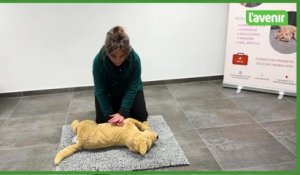 Comment faire un massage cardiaque à un chien ou un chat