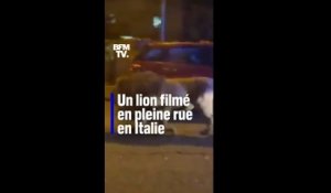 Italie: un lion échappé d'un cirque filmé en pleine rue près de Rome
