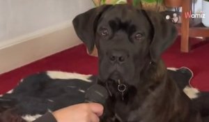 Le chien fait une performance inattendue pendant un concert : 2M de fans en redemandent (vidéo)