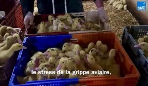 La vaccination des canards contre la grippe aviaire bat son plein en Périgord