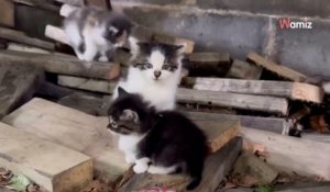 Il découvre six chatons sous un porche : une jeune femme fait son possible pour les aider à trouver une famille