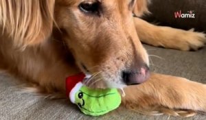 Le chien ne quitte pas sa peluche de chiot : ils lui font une surprise pour Noël qui émeut 1,5M de personnes (vidéo)