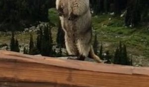 Pourquoi ne faut-il pas photographier ni nourrir les marmottes en montagne ?