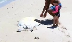 Il sauve une tortue de mer échouée sur la plage !