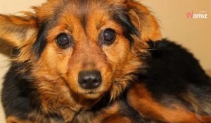 Maltraitance animale : ils sauvent 26 chiens enchaînés et lancent un appel à l'aide d'urgence
