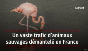 Un vaste trafic d’animaux sauvages démantelé en France