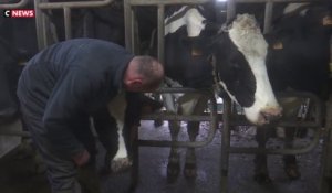 Oise : un agriculteur a été condamné à payer 106.000 euros de dommages pour l’odeur et le bruit de ses vaches