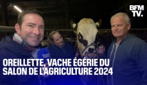 Voici Oreillette, la vache égérie du prochain Salon de l’agriculture