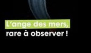 Une rencontre rarissime avec un Ange des Mers !