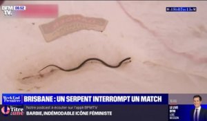 Tennis: un match de qualification du tournoi de Brisbane interrompu par un serpent venimeux