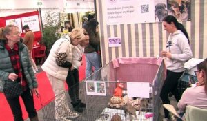 Au salon Animal Mania, parc Chanot à Marseille : ne pas craquer, ne  pas craquer