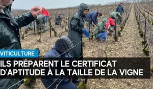 Barséquanais : les candidats se préparent au certificat d’aptitude à la taille de la vigne
