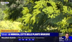 Alpes-Maritimes: le mimosa, une plante hautement invasive