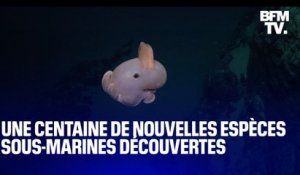 Une centaine d'espèces sous-marines ont été découvertes par des scientifiques