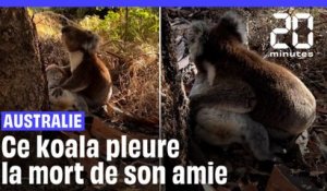 Australie : Un koala mâle pleure la mort de son amie #shorts